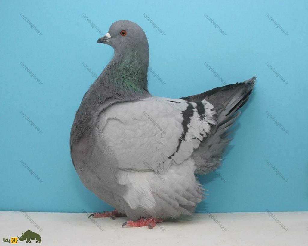 کبوتر موندین