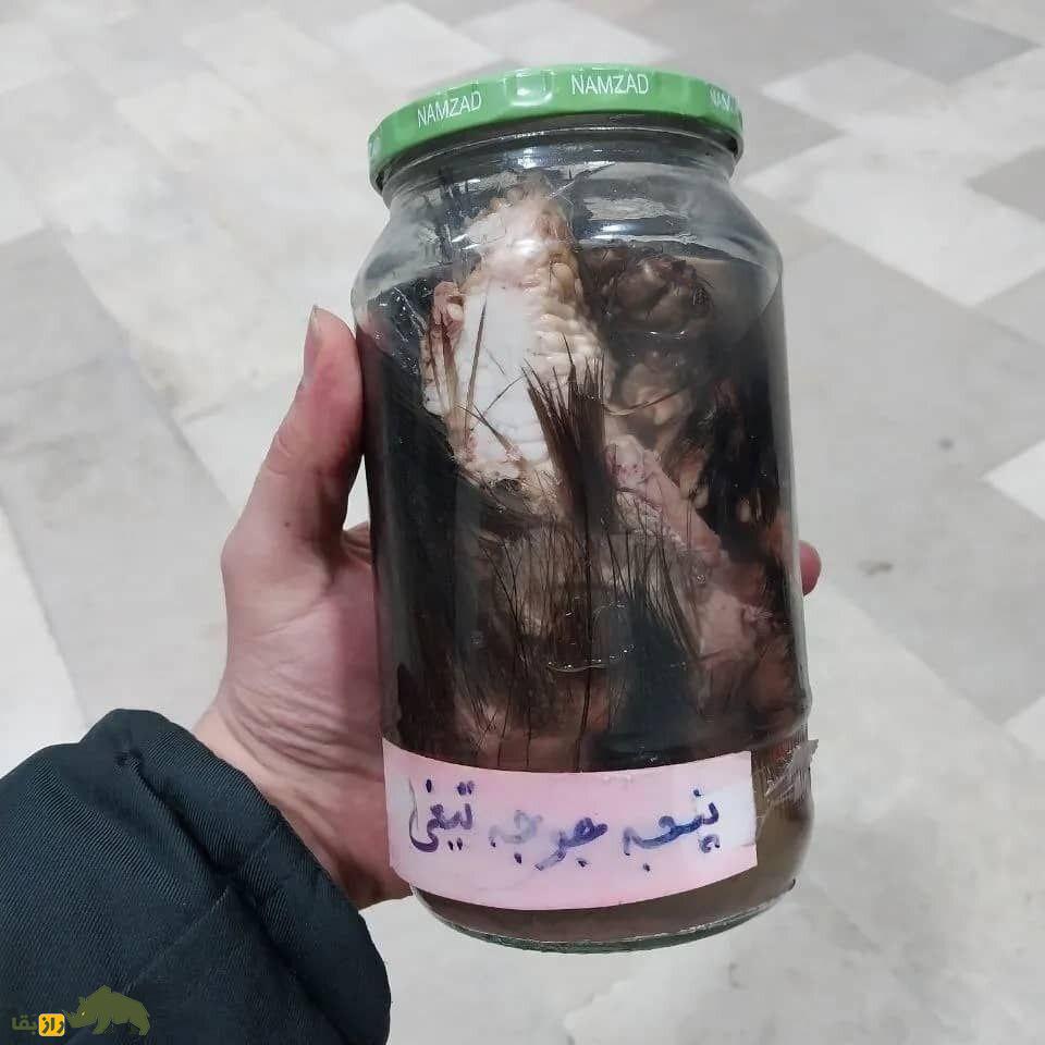 کشف اندام حیوانات از جمله پنجه جوجه تیغی، ناموس کفتار و سر مار از یک رمال! کشف اندام حیوانات از جمله پنجه جوجه تیغی، ناموس کفتار و سر مار از یک رمال!
