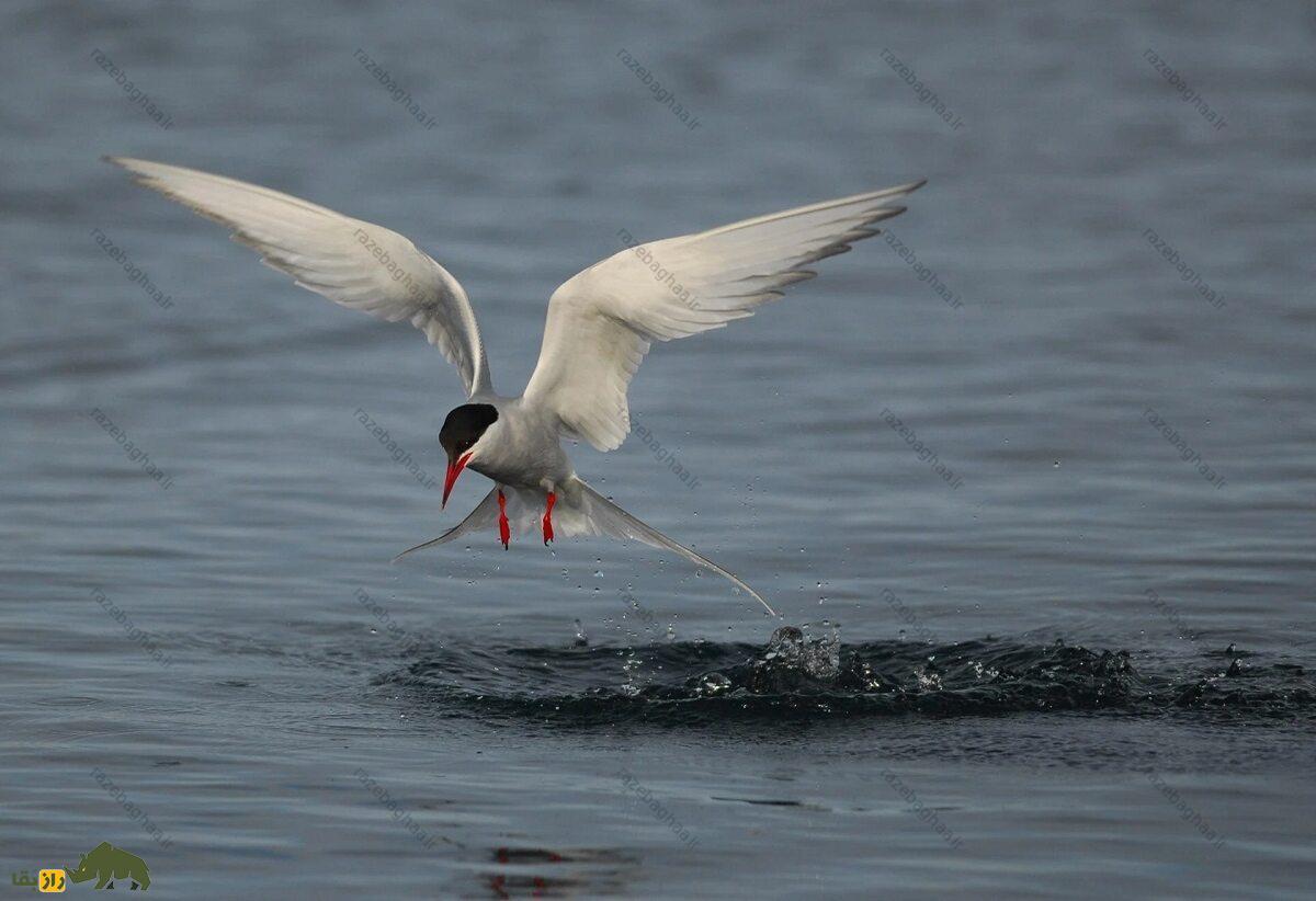 پرستوی دریایی شمالگان؛ پرنده‌ای که سالی دو تابستان دارد و حین پرواز می‌خوابد