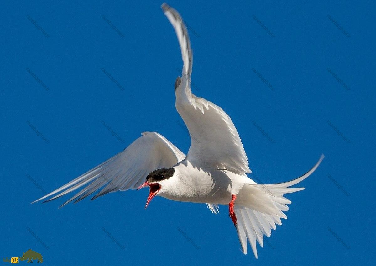 پرستوی دریایی شمالگان؛ پرنده‌ای که سالی دو تابستان دارد و حین پرواز می‌خوابد