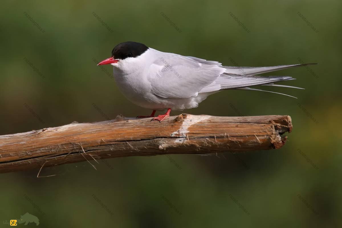 پرستوی دریایی شمالگان؛ پرنده‌ای که سالی دو تابستان دارد و حین پرواز می‌خوابد