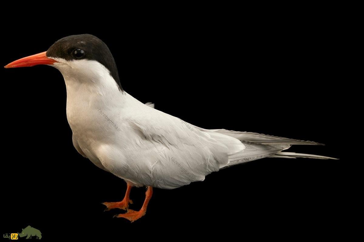 پرستوی دریایی شمالگان؛ پرنده‌ای که سالی دو تابستان دارد و حین پرواز می‌خوابد