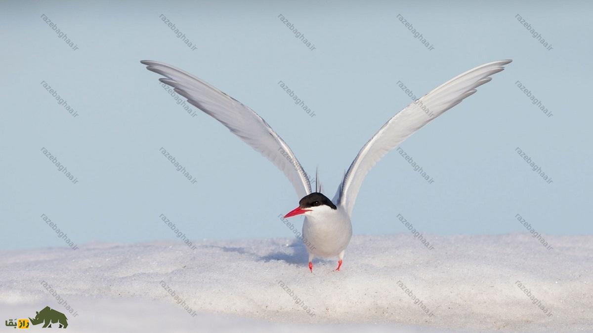 پرستوی دریایی شمالگان؛ پرنده‌ای که سالی دو تابستان دارد و حین پرواز می‌خوابد