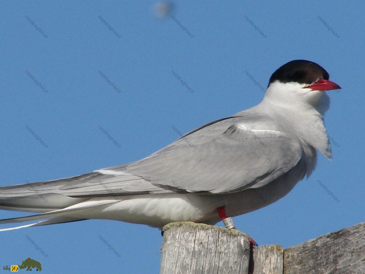 پرستوی دریایی شمالگان؛ پرنده‌ای که سالی دو تابستان دارد و حین پرواز می‌خوابد