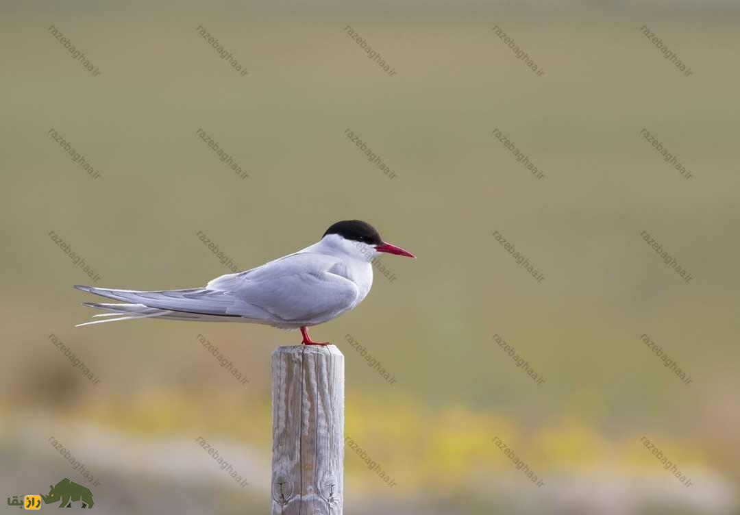 پرستوی دریایی شمالگان روی شاخه درخت
