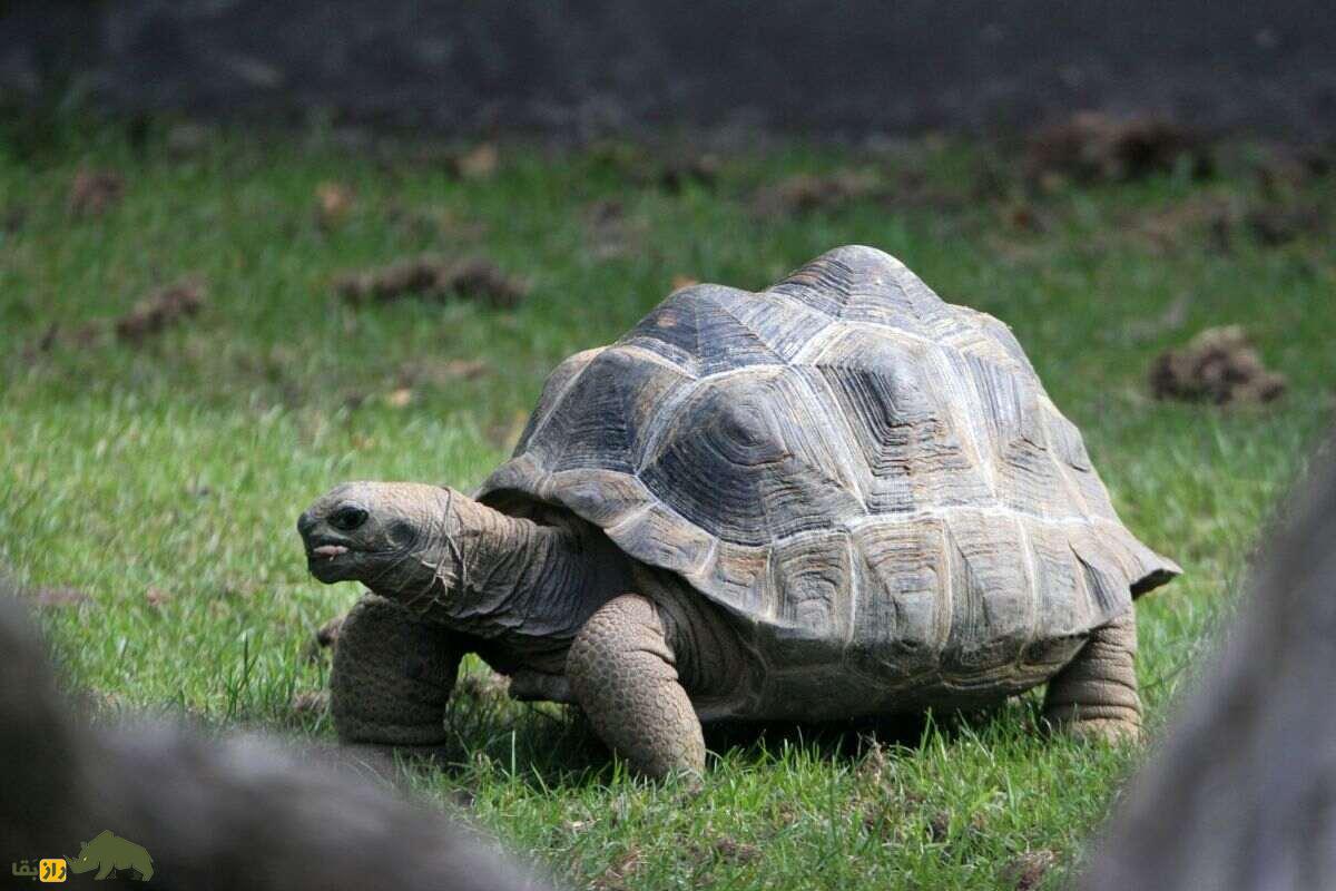 لاکپشت الدابرتا