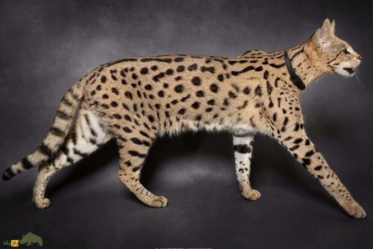 گربه سافاری