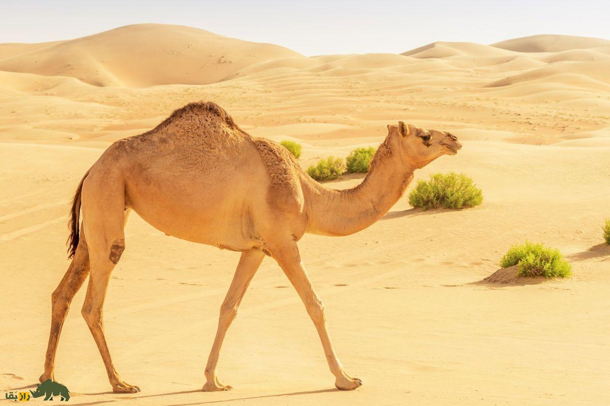 شتر کوهان دار