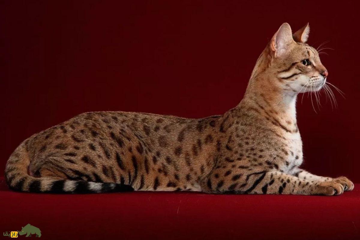 گربه یامائوچی