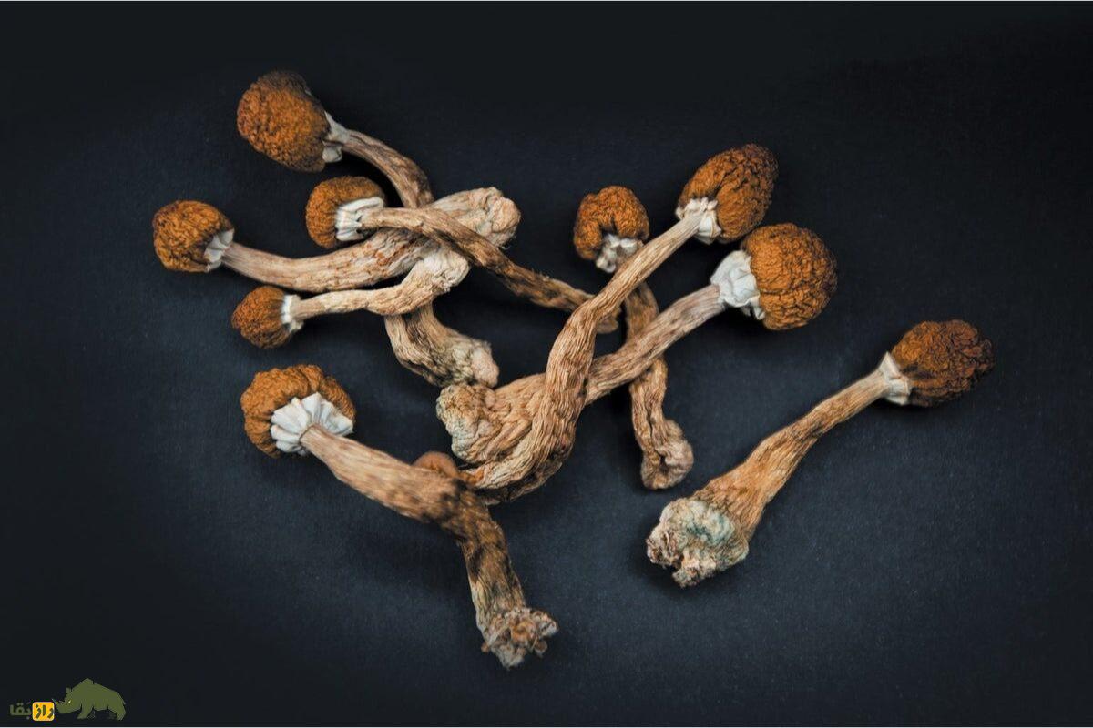 قارچ سیلوسایبین (مجیک ماشروم)؛ گیاهی جادویی با کلاهک قهوهای که ذهن را به دنیای توهمات میبرد! قارچ سیلوسایبین (مجیک ماشروم)؛ گیاهی جادویی خشک شده در پس زمینه مشکی رنگ