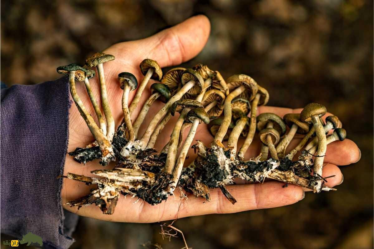 قارچ سیلوسایبین (مجیک ماشروم)؛ گیاهی جادویی با کلاهک قهوهای که ذهن را به دنیای توهمات میبرد! قارچ سیلوسایبین (مجیک ماشروم)؛ در دست یک مرد