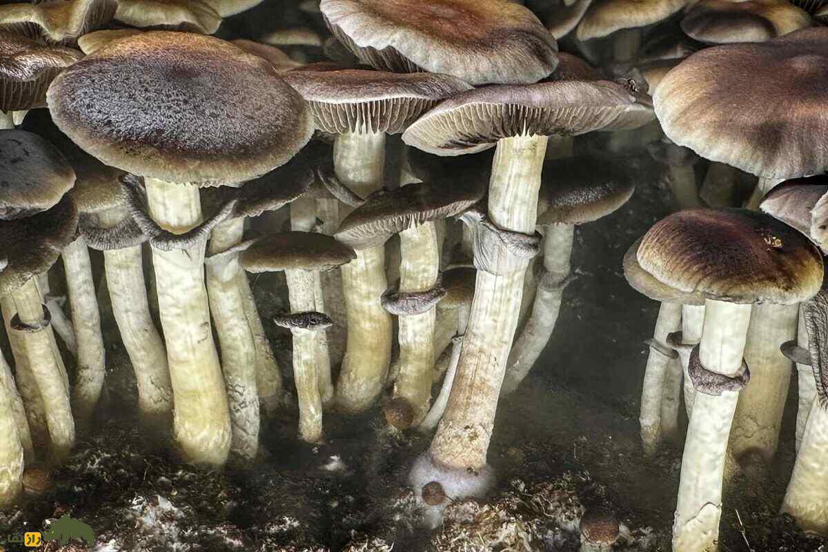 قارچ سیلوسایبین (مجیک ماشروم)؛ گیاهی جادویی با کلاهک قهوهای که ذهن را به دنیای توهمات میبرد! قارچ سیلوسایبین (مجیک ماشروم) در خاک و به رنگ قهوهای