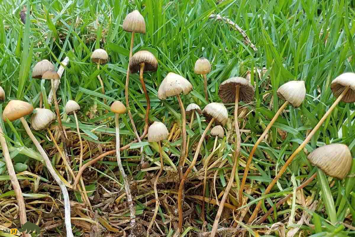 قارچ سیلوسایبین (مجیک ماشروم)؛ گیاهی جادویی با کلاهک قهوهای که ذهن را به دنیای توهمات میبرد! قارچ سیلوسایبین (مجیک ماشروم) به رنگ قهوه اب و در چمن سبز