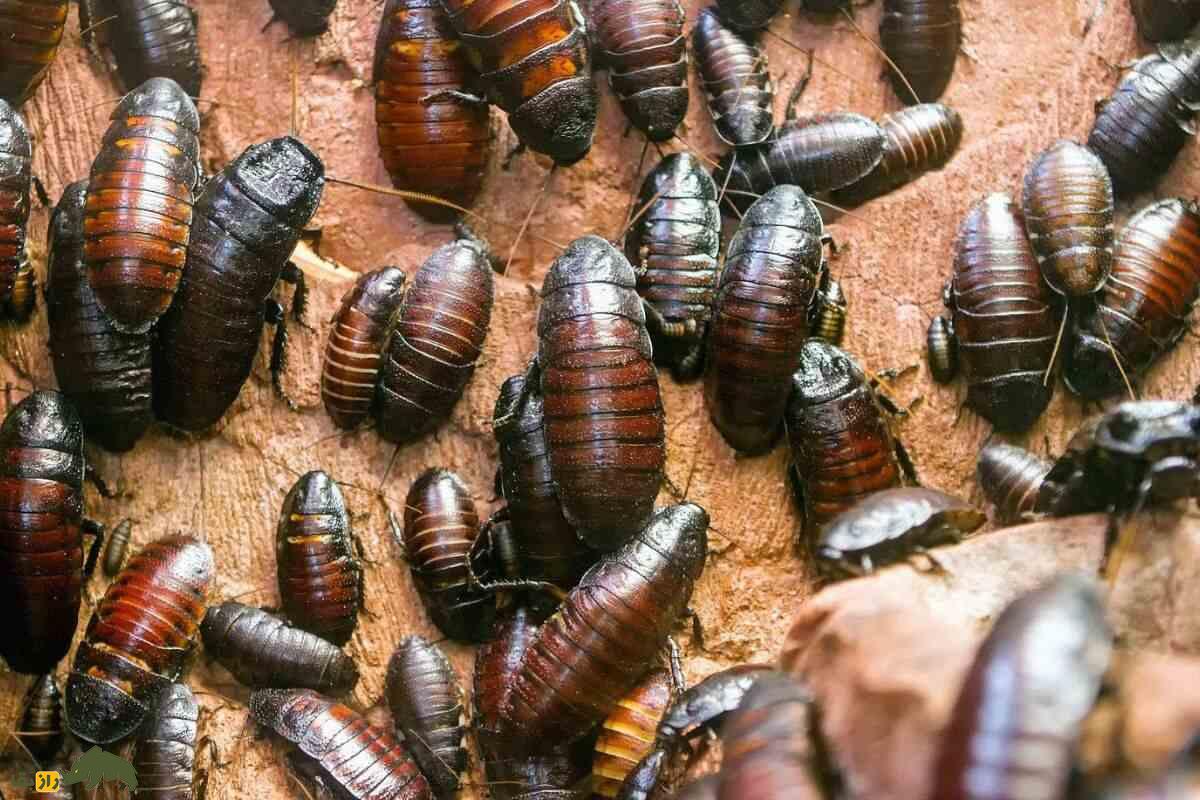 تعداد زیادی سوسک قهوه‌ای رنگ