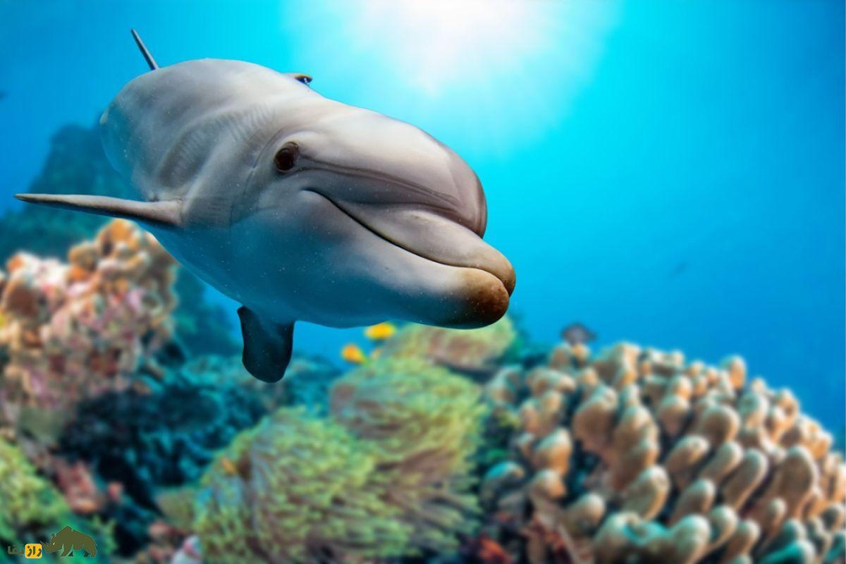 دلفین بینی بطری در دریا درحال شنا بالای مرجان‌ها