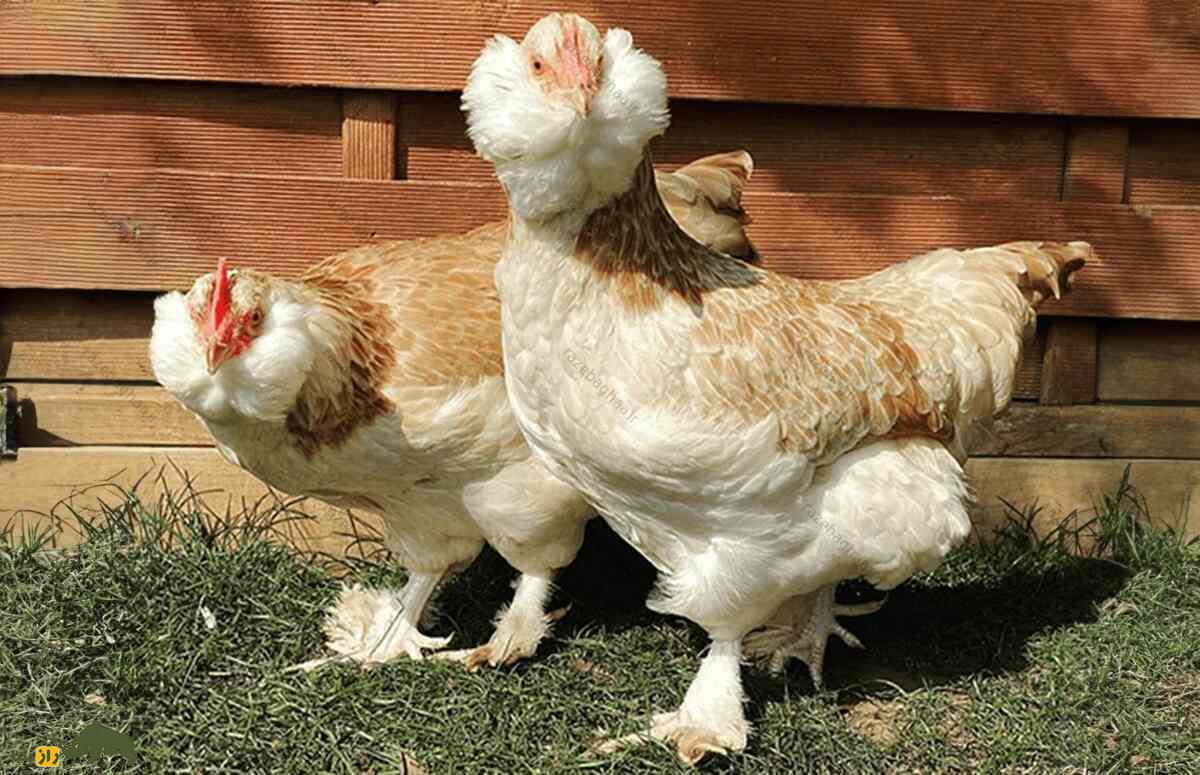 مرغ و خروس فاورولس؛ نژاد سلطنتی و قرون وسطایی که ریش و یقه پُرپُشت دارد