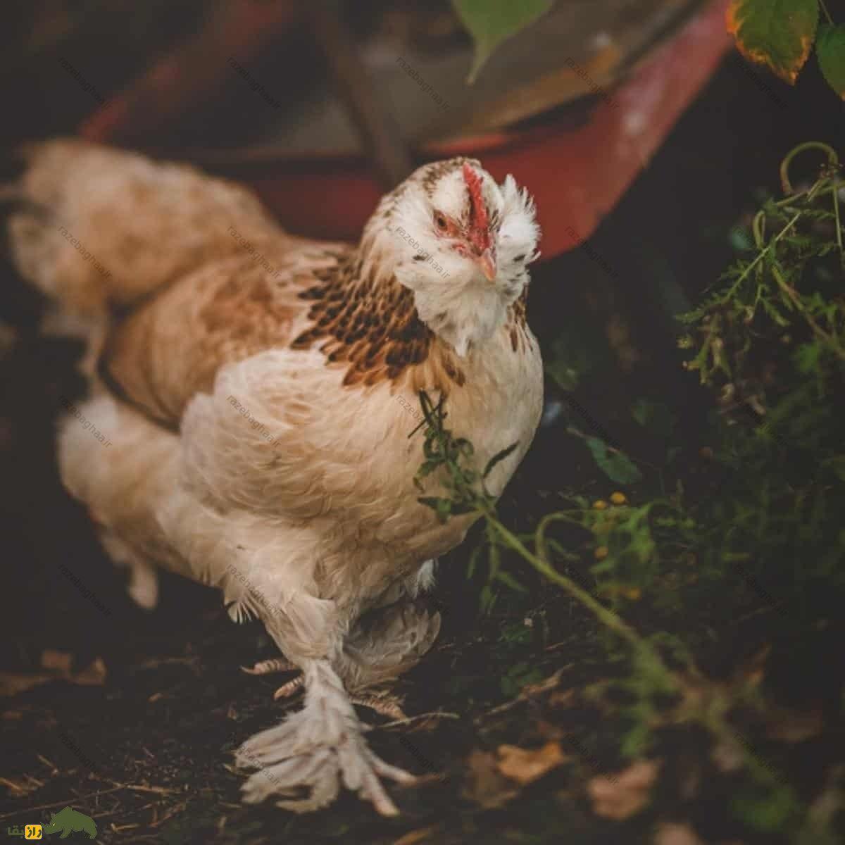 مرغ و خروس فاورولس؛ نژاد سلطنتی و قرون وسطایی که ریش و یقه پُرپُشت دارد