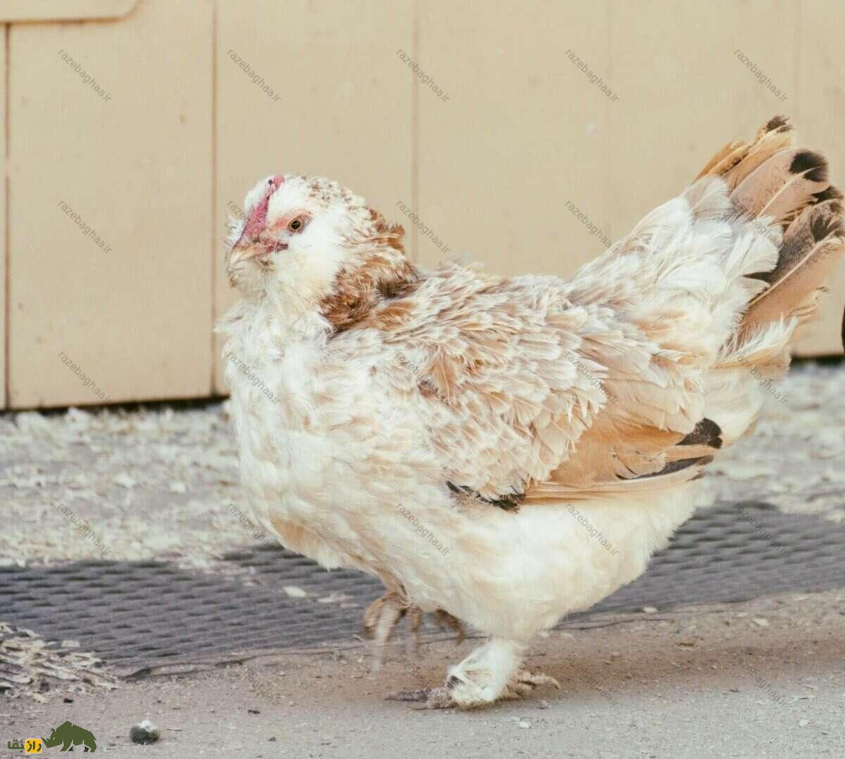 مرغ و خروس فاورولس؛ نژاد سلطنتی و قرون وسطایی که ریش و یقه پُرپُشت دارد