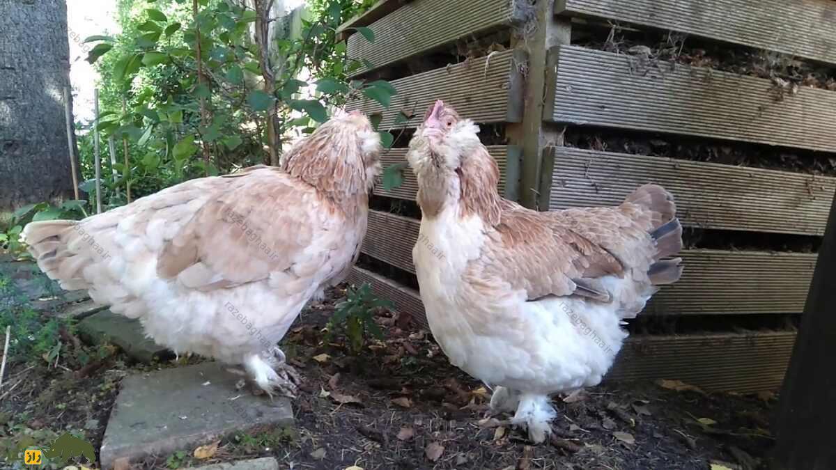 دو مرغ فاورولس