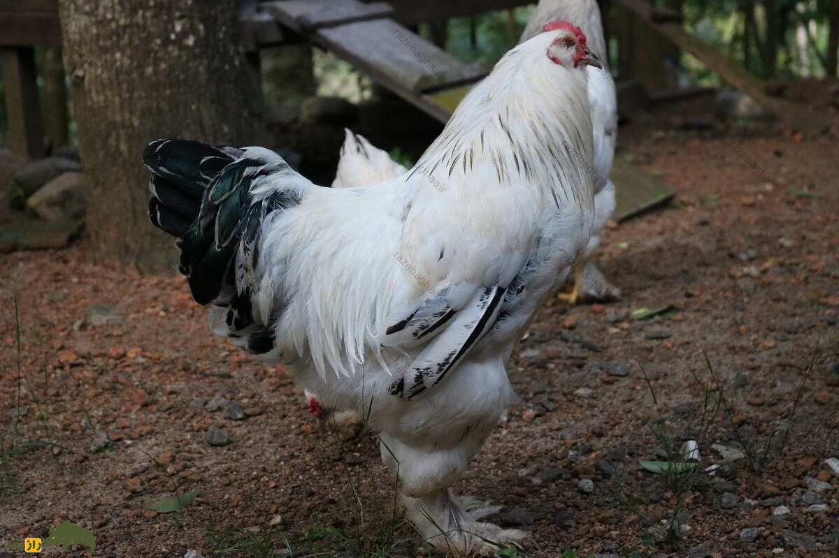 خروس فاورولس