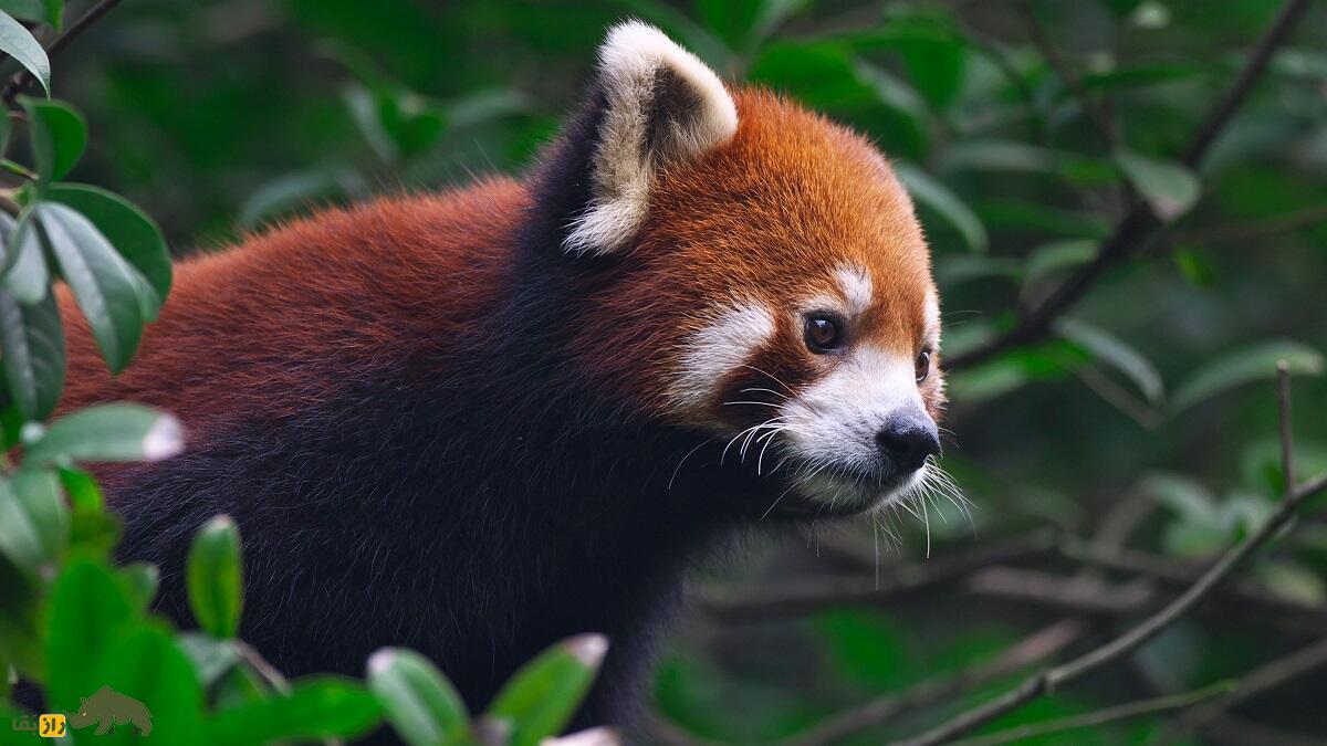 پاندای قرمز؛ پاندایی که هم راکون است هم گربه و هم مانند خرس پاندا بامبو میخورد پاندای قرمز؛ پاندایی که هم راکون است هم گربه و هم مانند خرس پاندا بامبو میخورد