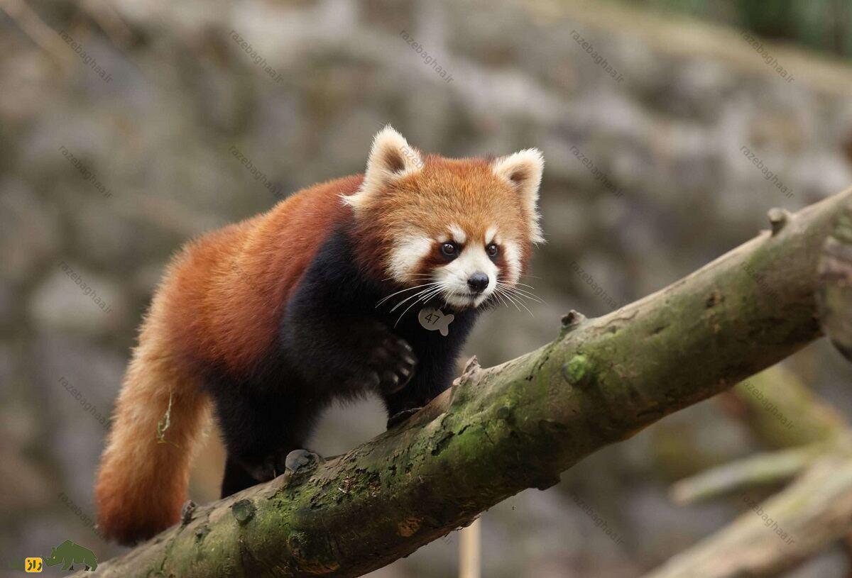 پاندای قرمز؛ پاندایی که هم راکون است هم گربه و هم مانند خرس پاندا بامبو میخورد پاندای قرمز؛ پاندایی که هم راکون است هم گربه و هم مانند خرس پاندا بامبو میخورد