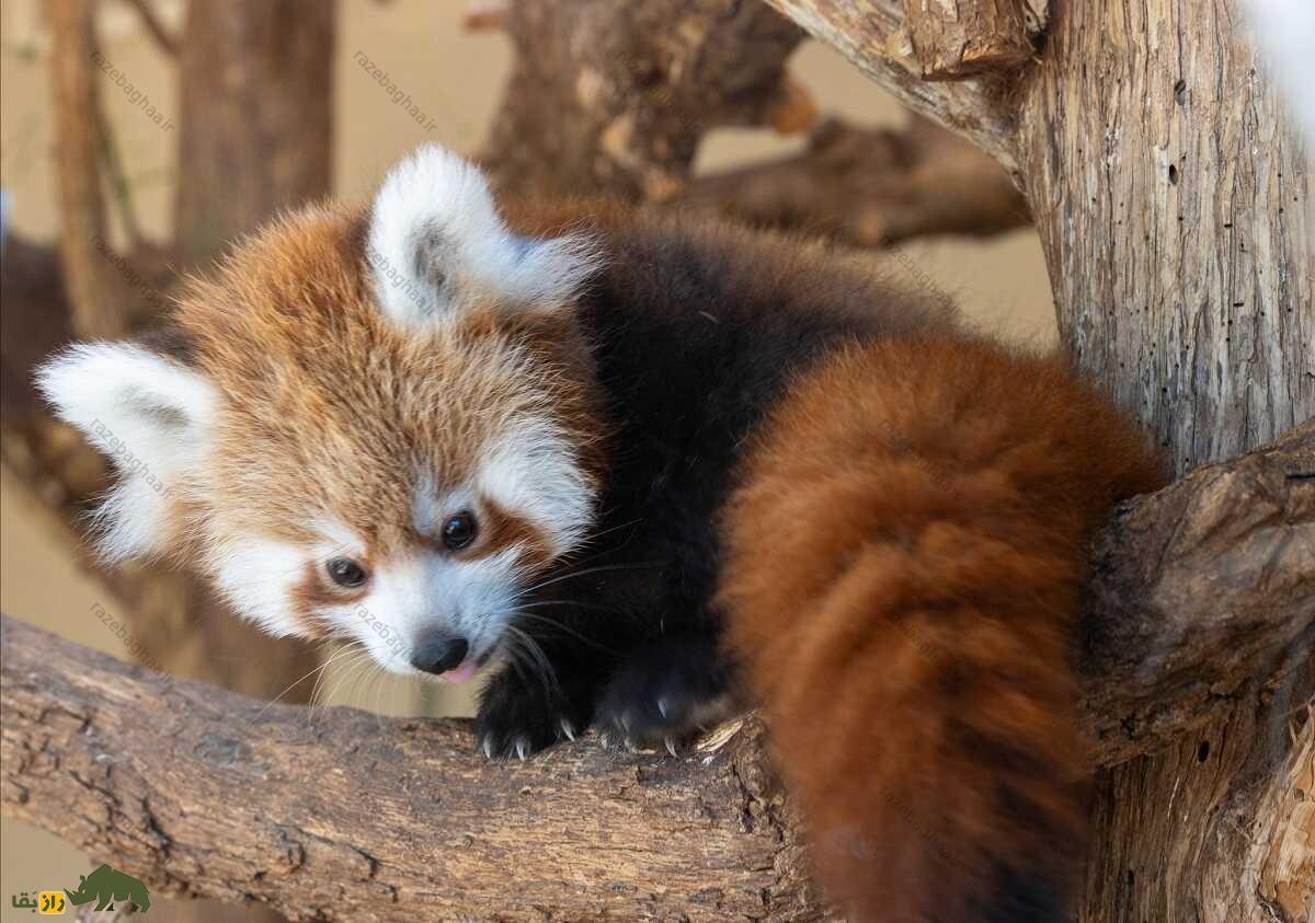 پاندای قرمز؛ پاندایی که هم راکون است هم گربه و هم مانند خرس پاندا بامبو میخورد پاندای قرمز؛ پاندایی که هم راکون است هم گربه و هم مانند خرس پاندا بامبو میخورد