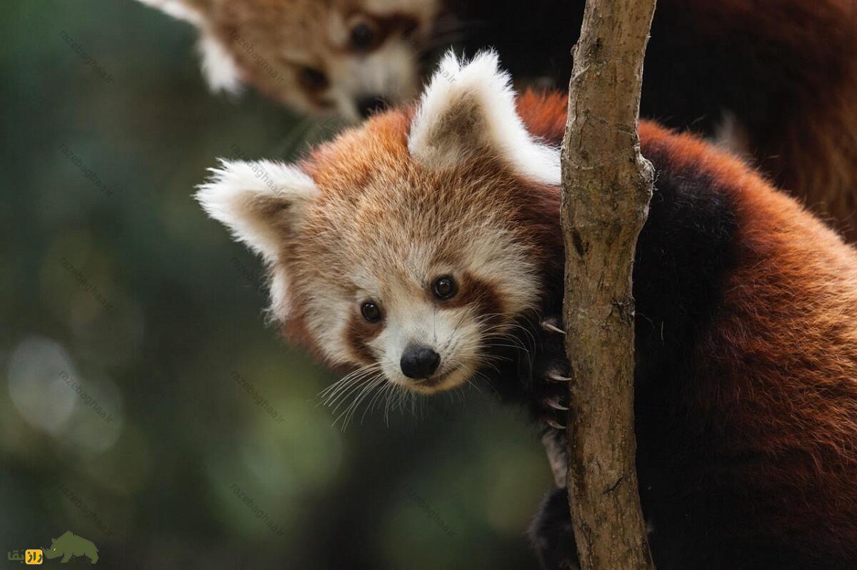 پاندای قرمز؛ پاندایی که هم راکون است هم گربه و هم مانند خرس پاندا بامبو میخورد پاندای قرمز؛ پاندایی که هم راکون است هم گربه و هم مانند خرس پاندا بامبو میخورد