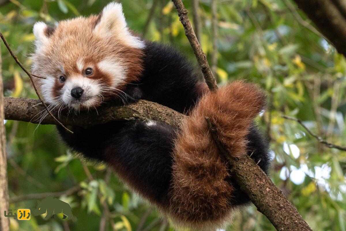 پاندای قرمز؛ پاندایی که هم راکون است هم گربه و هم مانند خرس پاندا بامبو میخورد پاندای قرمز آویزان شده از یک شاخه تنومند درخت