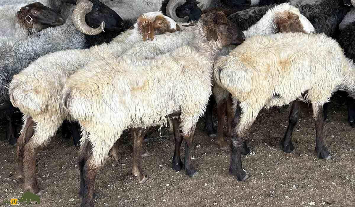 گوسفند ساریجا؛ گوسفند ترکمنی دم چاق ۹۰ کیلویی که استاد زندگی در بیابان است گوسفند ساریجا؛ گوسفند ترکمنی دم چاق ۹۰ کیلویی که استاد زندگی در بیابان است