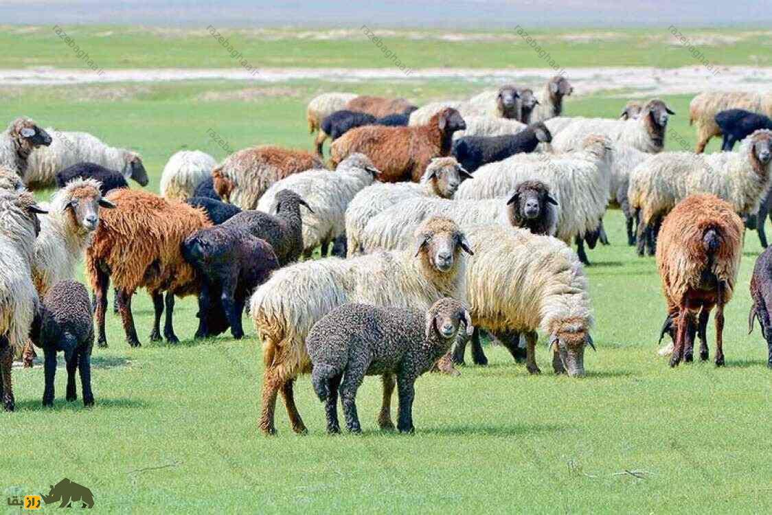گوسفند ساریجا؛ گوسفند ترکمنی دم چاق ۹۰ کیلویی که استاد زندگی در بیابان است گوسفند ساریجا؛ گوسفند ترکمنی دم چاق ۹۰ کیلویی که استاد زندگی در بیابان است