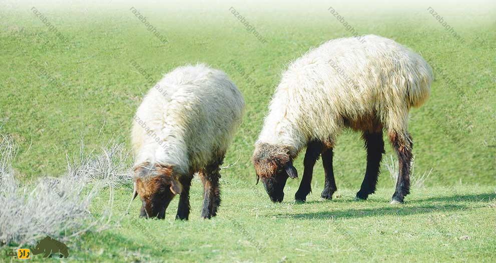 گوسفند ساریجا؛ گوسفند ترکمنی دم چاق ۹۰ کیلویی که استاد زندگی در بیابان است گوسفند ساریجا؛ گوسفند ترکمنی دم چاق ۹۰ کیلویی که استاد زندگی در بیابان است