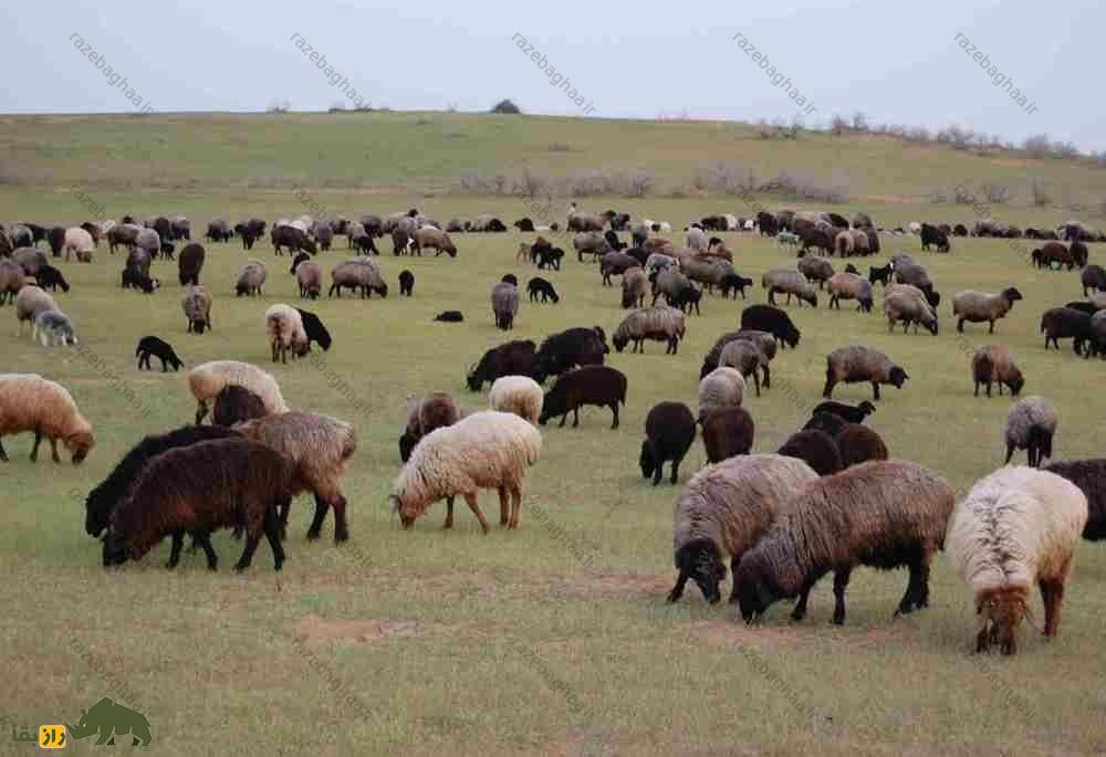 گوسفند ساریجا؛ گوسفند ترکمنی دم چاق ۹۰ کیلویی که استاد زندگی در بیابان است گوسفند ساریجا؛ گوسفند ترکمنی دم چاق ۹۰ کیلویی که استاد زندگی در بیابان است