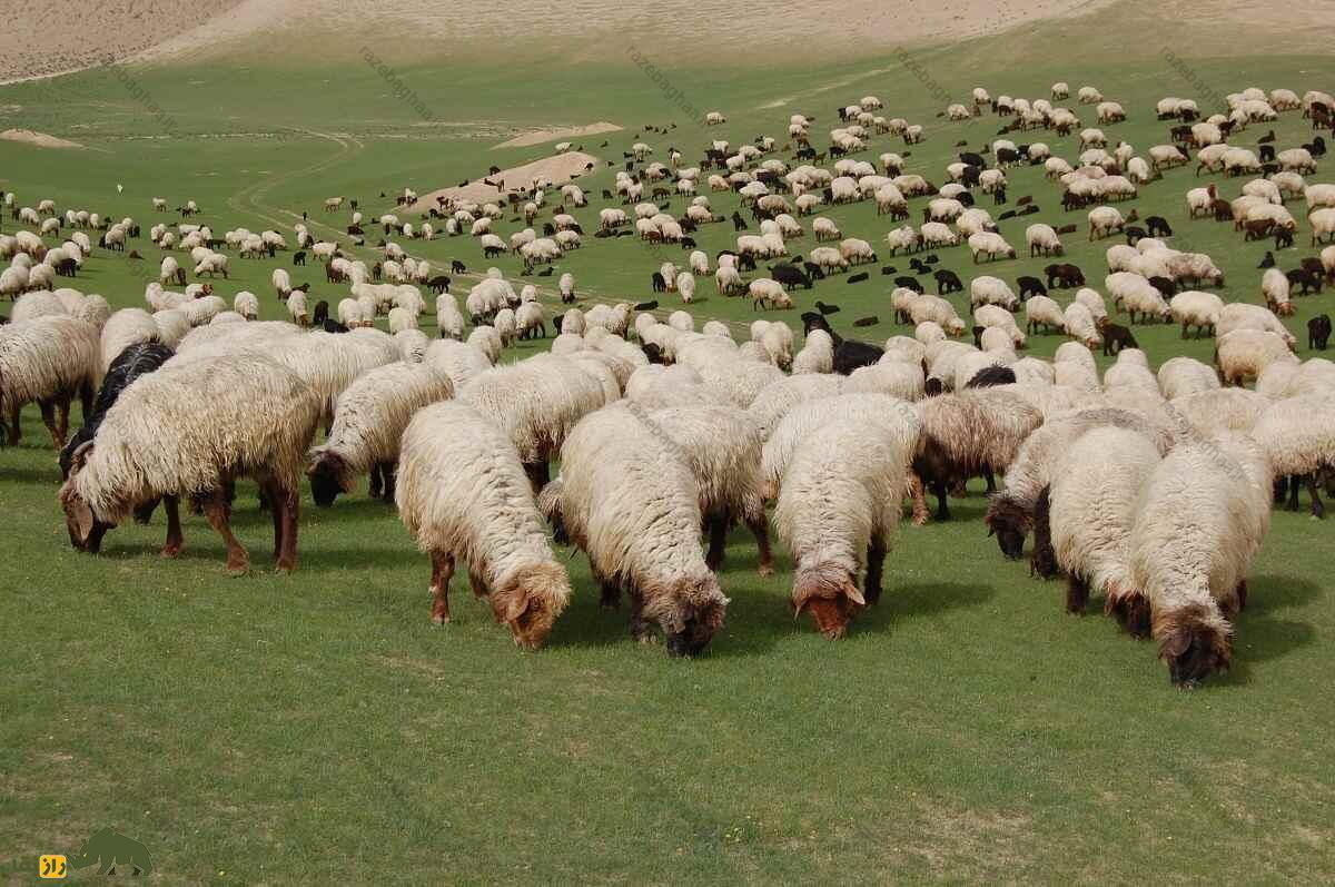 گوسفند ساریجا؛ گوسفند ترکمنی دم چاق ۹۰ کیلویی که استاد زندگی در بیابان است گله گوسفند ساریجا در یکی از دشتهای سرسبز ترکمنستان