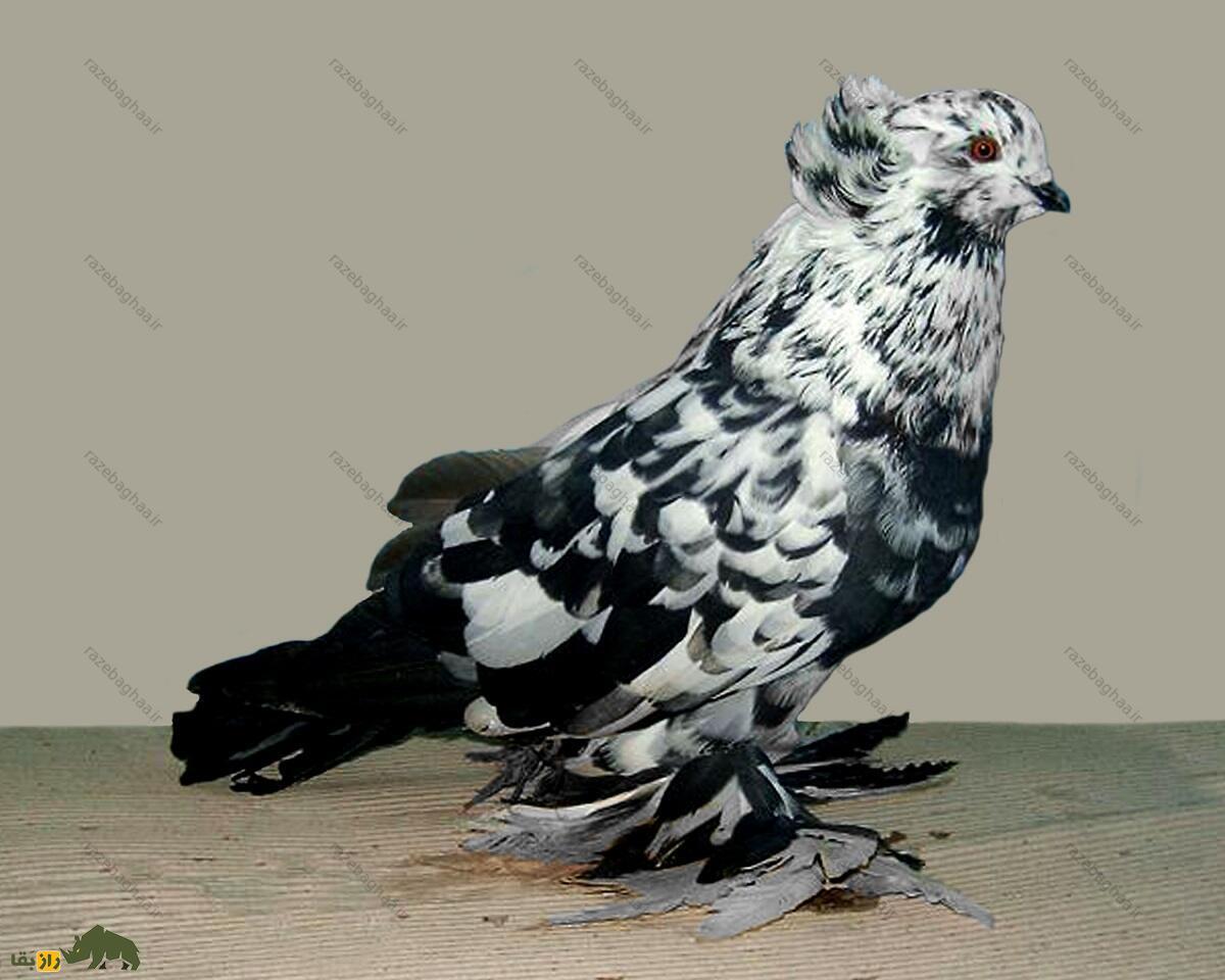 کبوتر غولپیکر مجارستانی؛ کبوتر مجارستانی که قدیمیترین نژاد اروپاست کبوتر غولپیکر مجارستانی؛ کبوتر مجارستانی که قدیمیترین نژاد اروپاست