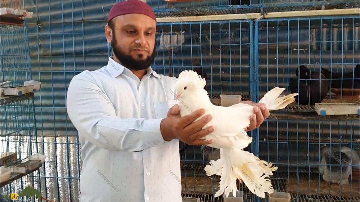 کبوتر غولپیکر مجارستانی؛ کبوتر مجارستانی که قدیمیترین نژاد اروپاست کبوتر غولپیکر مجارستانی سفید در دستان یک پرورش دهنده کبوتر پاکستانی