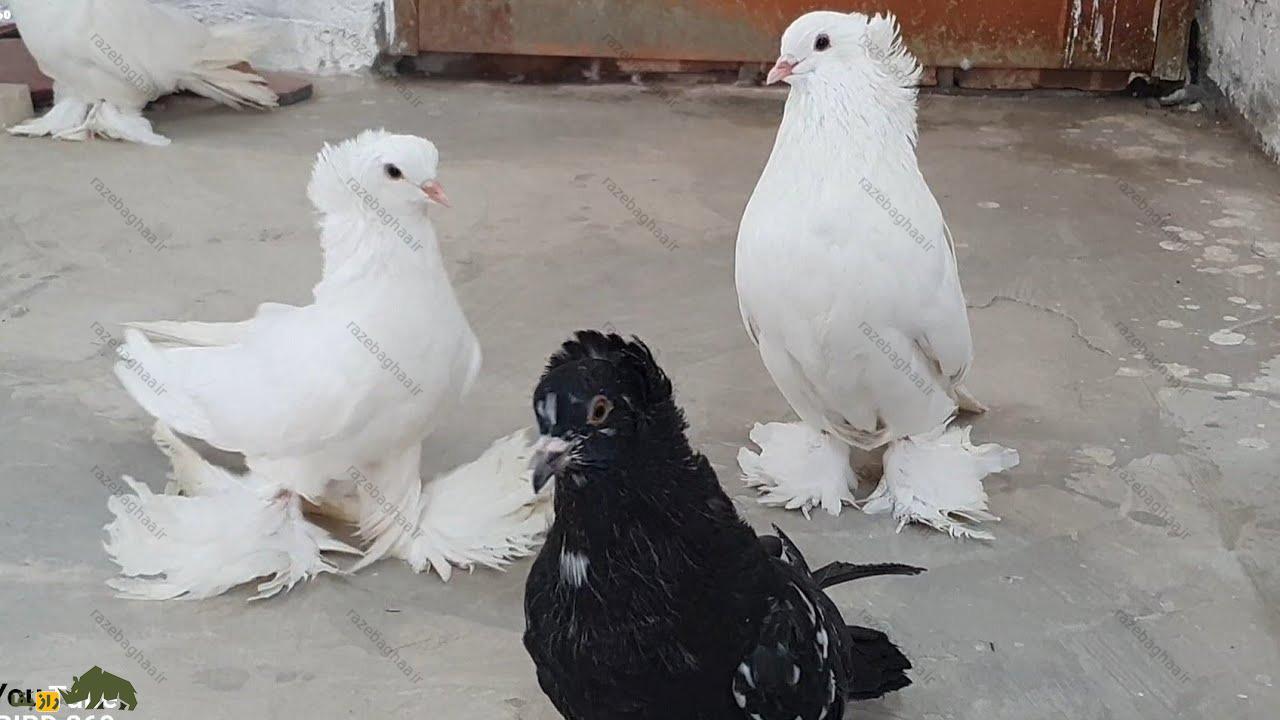 کبوتر غولپیکر مجارستانی؛ کبوتر مجارستانی که قدیمیترین نژاد اروپاست سه کبوتر غولپیکر مجارستانی؛ دو سفید و یک مشکی