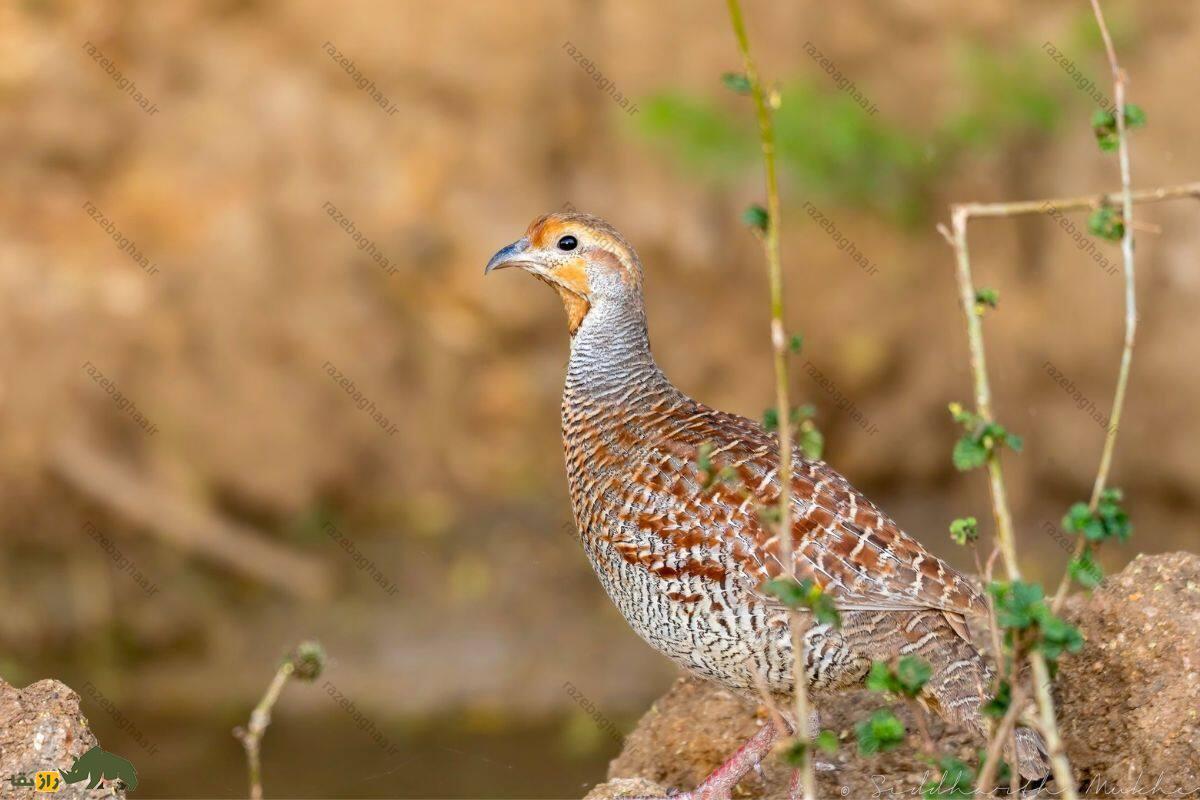 مرغ جیرفتی؛ پرندهای خاکستری با صدای جیغمانند که در زیستگاههای بوتهای ایران زندگی میکند مرغ جیرفتی قهوهای رنگ در کنار شاخه سبز