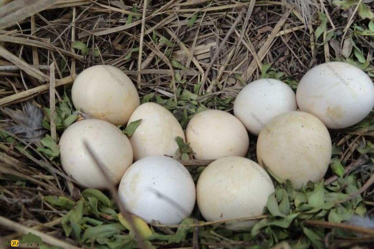 مرغ جیرفتی؛ پرندهای خاکستری با صدای جیغمانند که در زیستگاههای بوتهای ایران زندگی میکند لانه مرغ جیرفتی و تخم های سفید رنگ این پرنده