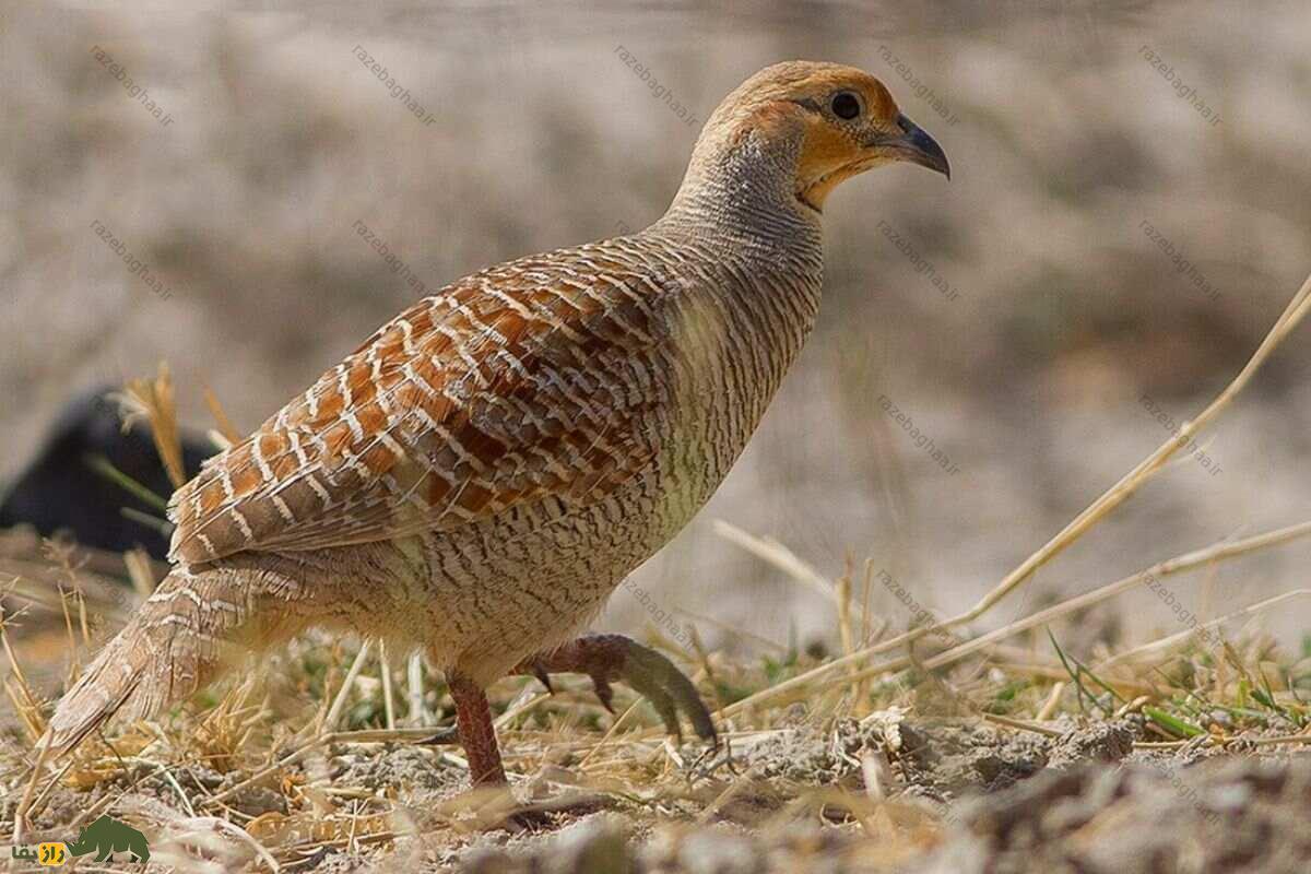 مرغ جیرفتی؛ پرندهای خاکستری با صدای جیغمانند که در زیستگاههای بوتهای ایران زندگی میکند مرغ جیرفتی قهوه ای در حال راه رفتن