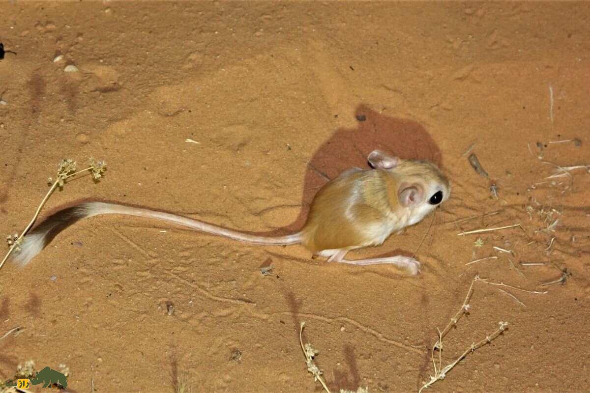 دوپای خراسانی قهوه‌ای روی شن های بیابان