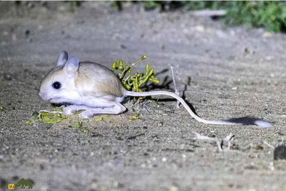 دوپای خراسانی با دم مشکی روی شن بیابان در شب