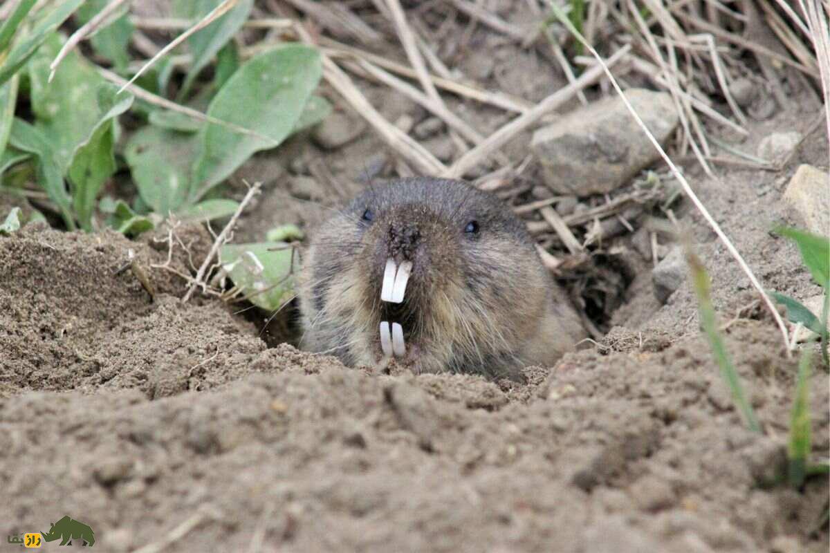 ول حفار کُردی که سرش را از زمین بیرون آورده است