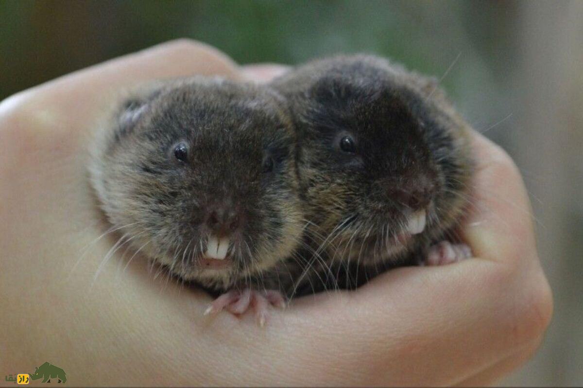 دو عدد بچه ول حفار کُردی در دست انسان