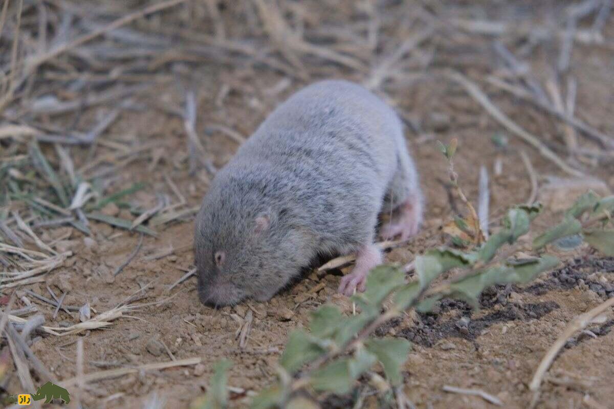 ول حفار کُردی خاکستری در حال کندن زمین