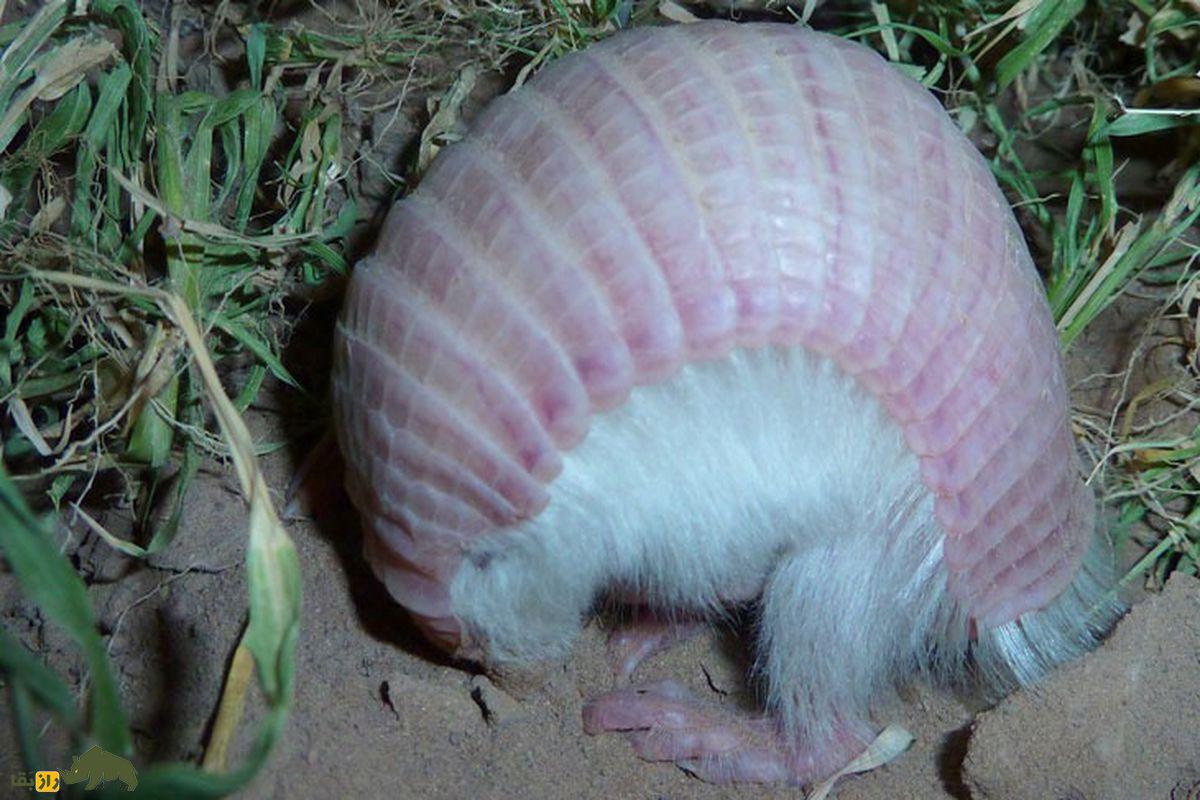 آرمادیلوی پری صورتی در خاک و چمن سبز