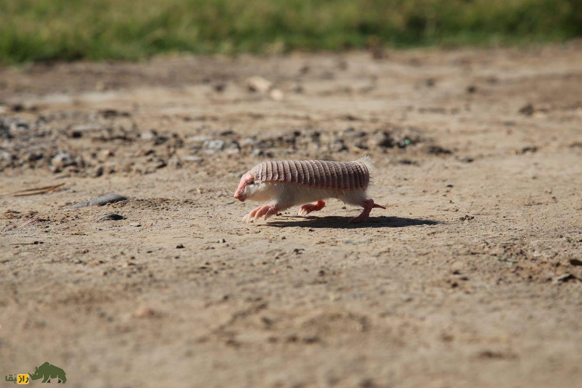 آرمادیلوی پری صورتی در شن  درحال راه رفتن