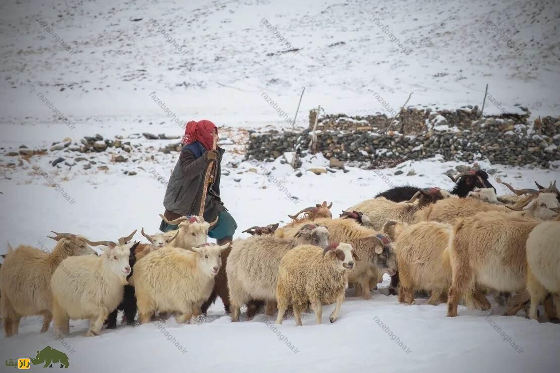 بز پشمینه؛ بز هندی با ظریفترین پشم جهان که لباسهای لوکس از آن تولید میشود گله بز پشمینه