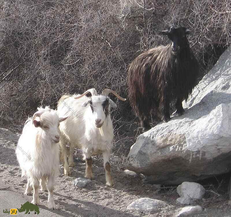 بز پشمینه؛ بز هندی با ظریفترین پشم جهان که لباسهای لوکس از آن تولید میشود بز پشمینه؛ بز هندی با ظریفترین پشم جهان که لباسهای لوکس از آن تولید میشود