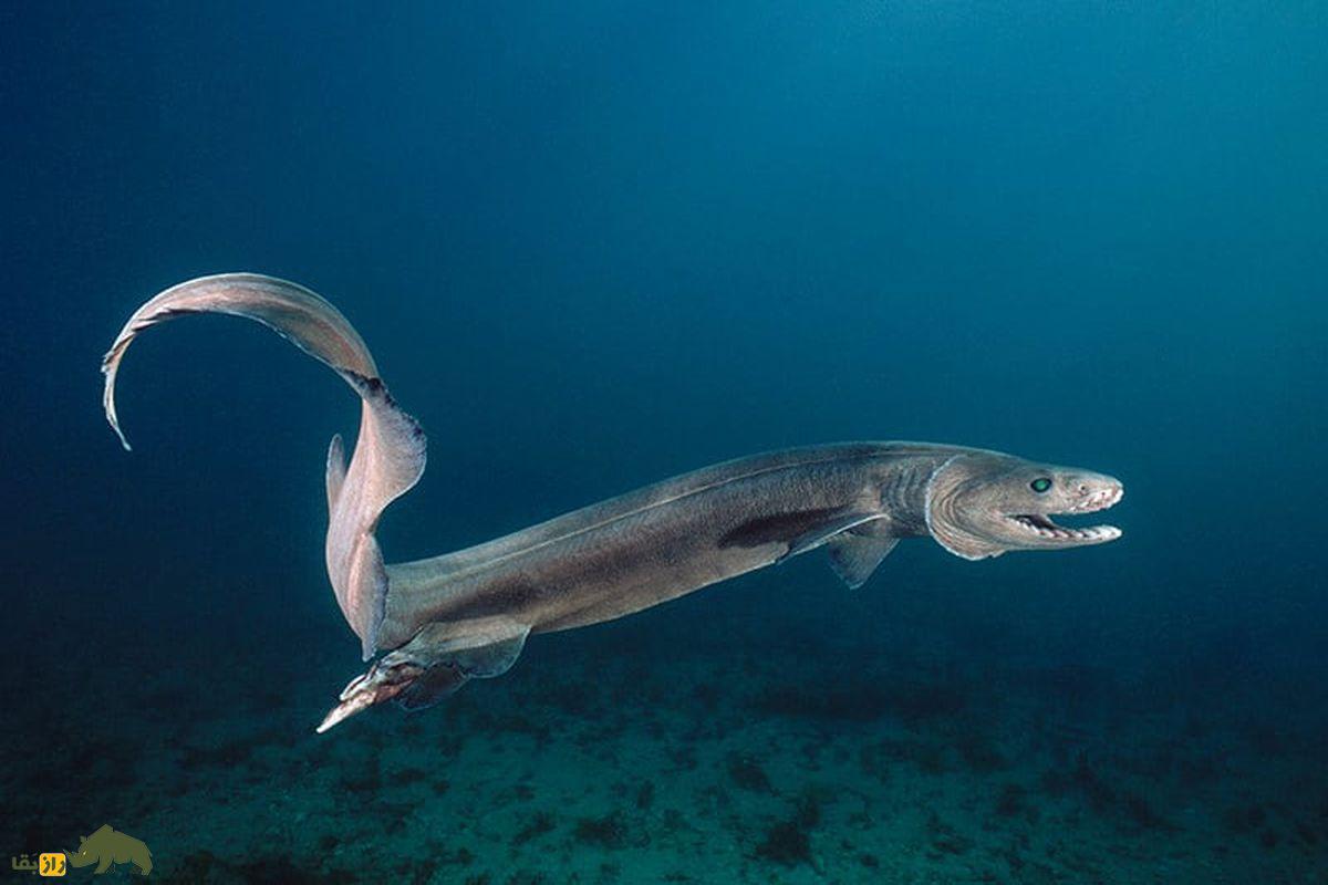 ۱۰ موجود عجیب و شگفتانگیز از اعماق دریا که گویی از فضا آمدهاند کوسه چین دار